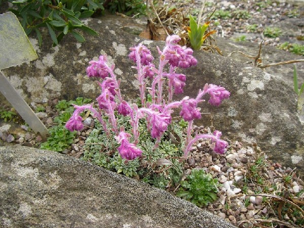 Saxifraga porophylla